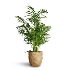 Cody Plant Pot - Straw Grass -Greencore Store Chamaedorea elegans Parlour Palm 20x100cm Cody Plant Pot Straw Grass 27x26cm bfdee9e1 64f1 48d1 b176 1aded2a0a097