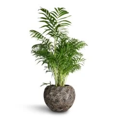 Luxe Lite Moon Globe Planter - Bronze 20 Luxe Lite Moon Globe Planter - Bronze -Greencore Store Chamaedorea elegans Parlour Palm 20x100cm Luxe Lite Moon Globe Planter Bronze 33x24cm