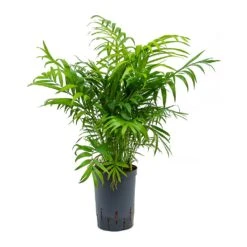 Chamaedorea Elegans - Parlour Palm - HydroCare 11 Chamaedorea Elegans - Parlour Palm - HydroCare -Greencore Store Chamaedorea elegans Parlour Palm Hydroculture 15 19x65cm