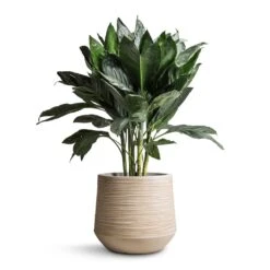 Dune Darcy Planter - Oat -Greencore Store Chamaedorea metallica Metallic Palm 21x70cm Dune Darcy Planter Oat 30x26cm bd14912e a3de 42bf a8cb bcbd604a8a38