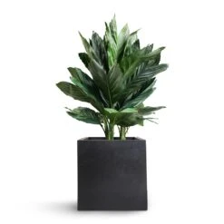 Fleur Natural Planter - Black -Greencore Store Chamaedorea metallica Metallic Palm 21x70cm Fleur Natural Planter Black 25x25x25cm