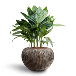 Luxe Lite Waterfall Globe Planter - Bronze -Greencore Store Chamaedorea metallica Metallic Palm Hydroculture Luxe Lite Waterfall Globe Planter Bronze