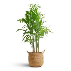 Chamaedorea Seifrizii - Bamboo Palm -Greencore Store Chamaedorea seifrizii Bamboo Palm 21x100cm Nelis Plant Basket Natural 28x27cm 08c48529 b4f6 47a0 b412 9d31ad5766e3