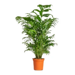 Chamaedorea Seifrizii - Bamboo Palm -Greencore Store Chamaedorea seifrizii Bamboo Palm 21x80cm