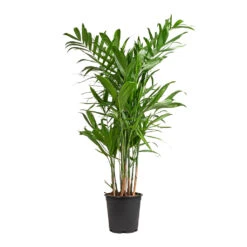 Chamaedorea Seifrizii - Bamboo Palm -Greencore Store Chamaedorea seifrizii Bamboo Palm 21x80cm 5547