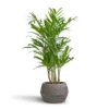 Chamaedorea Seifrizii - Bamboo Palm -Greencore Store Chamaedorea seifrizii Bamboo Palm 21x80cm Cement Stone Low Harley Plant Pot Granite Grey 37x24cm 5549