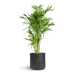 Chamaedorea Seifrizii - Bamboo Palm -Greencore Store Chamaedorea seifrizii Bamboo Palm 27x140cm Raindrop Round Planter Anthracite 34x32cm 5555 2ae185f6 7e54 4f32 a9fe 61491abd3259