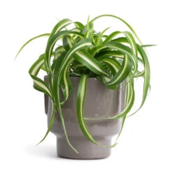 Aries Handles Plant Pot - Charcoal 16 Aries Handles Plant Pot - Charcoal -Greencore Store Chlorophytum Bonnie Curly Spider Plant 12x25cm Aries Handles Plant Pot Charcoal 14x15cm