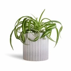 Azalea Ribbed Plant Pot - Speckled Grey Stone -Greencore Store Chlorophytum Bonnie Curly Spider Plant 12x25cm Azalea Ribbed Plant Pot Speckled Grey Stone 15x15cm