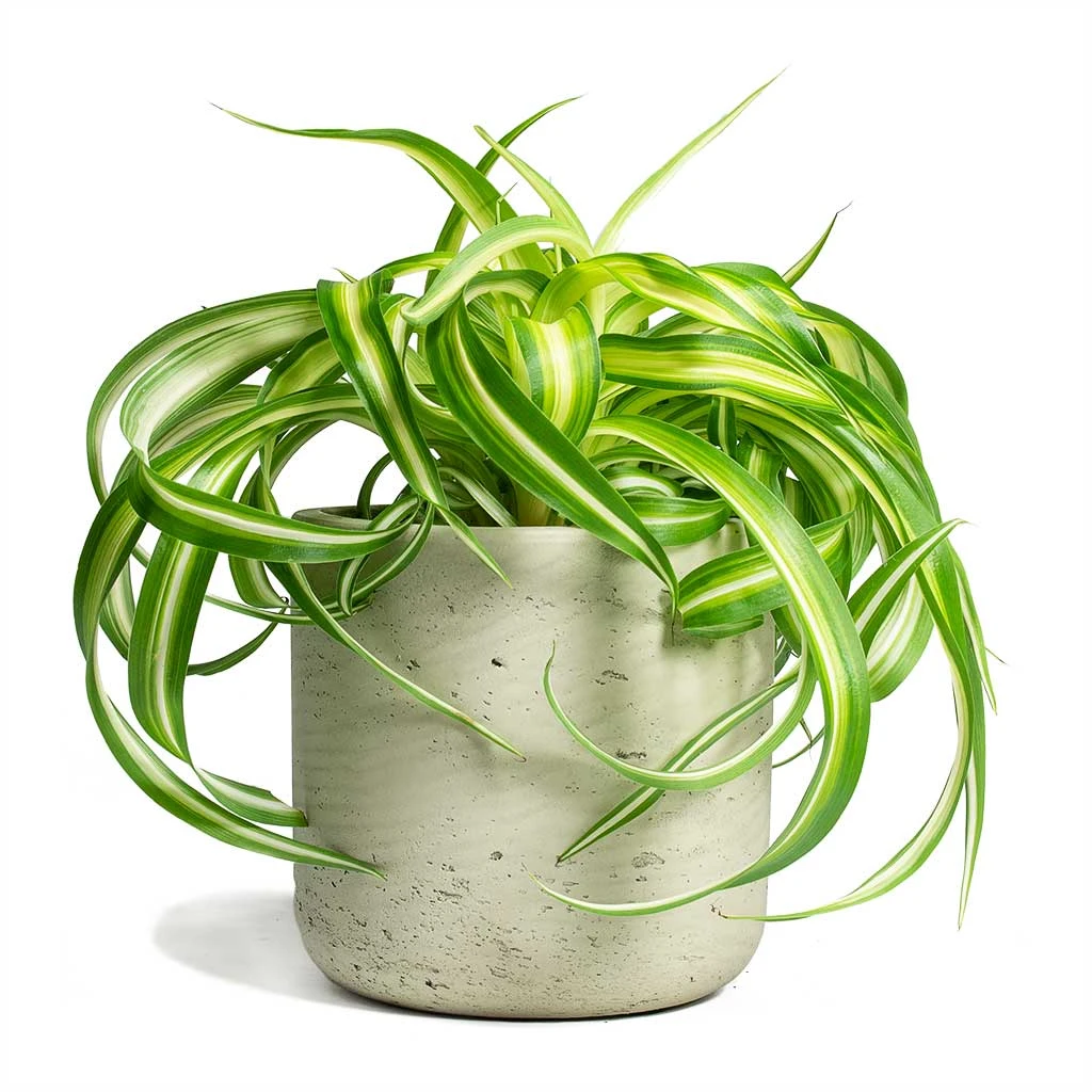 Chlorophytum Bonnie - Curly Spider Plant 20 Chlorophytum Bonnie - Curly Spider Plant - Image 18