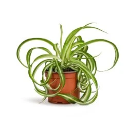 Chlorophytum Bonnie - Curly Spider Plant 23 Chlorophytum Bonnie - Curly Spider Plant -Greencore Store Chlorophytum Bonnie Curly Spider Plant 12x25cm 515a39d4 9d1f 44ed bee0 bc89328bd39b