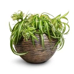 Luxe Lite Wrinkle Globe Planter - Bronze 20 Luxe Lite Wrinkle Globe Planter - Bronze -Greencore Store Chlorophytum Bonnie Curly Spider Plant 20x50cm Luxe Lite Wrinkle Globe Planter Bronze 33x24cm