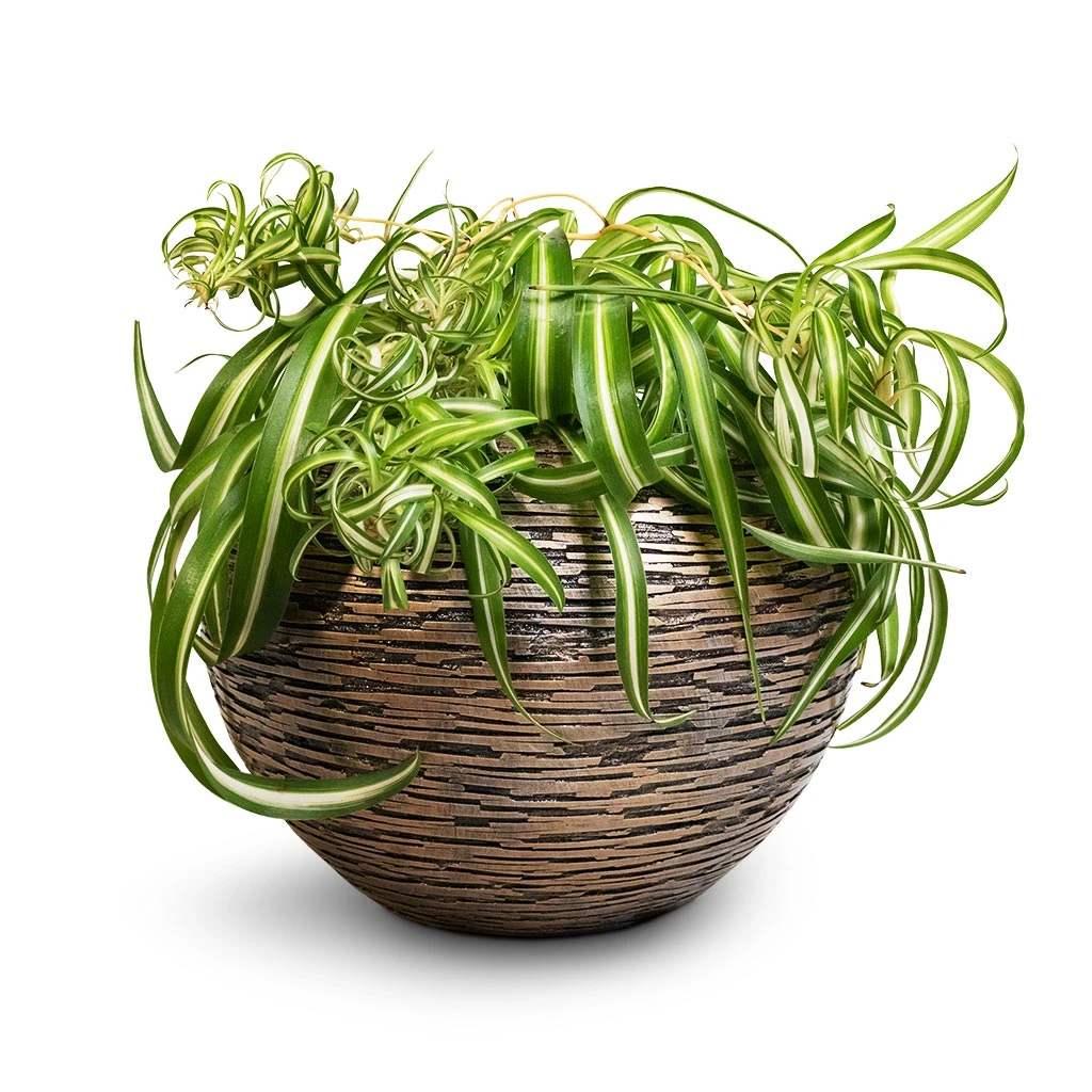 Luxe Lite Wrinkle Globe Planter - Bronze 11 Luxe Lite Wrinkle Globe Planter - Bronze - Image 9