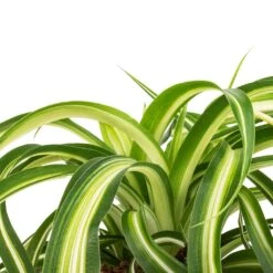 Chlorophytum Bonnie - Curly Spider Plant 29 Chlorophytum Bonnie - Curly Spider Plant -Greencore Store Chlorophytum Bonnie Curly Spider Plant SWATCH 330a72e9 cff4 4436 93a2 50f10d1b4e97