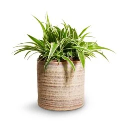 Hera Plant Pot - Ivory -Greencore Store Chlorophytum Ocean Spider Plant 15x25cm Hera Plant Pot Ivory 17x16cm