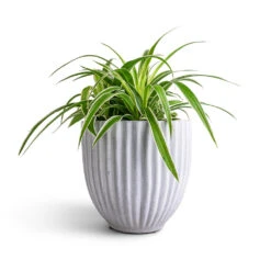 Lagos Plant Pot - Cement -Greencore Store Chlorophytum Ocean Spider Plant 15x25cm Lagos Plant Pot Cement 20x20cm b2ab8656 f46f 42a0 8d23 d5b8fcec2c4c