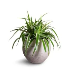 Mini Orb Kevan Plant Pot - Grey Washed 28 Mini Orb Kevan Plant Pot - Grey Washed -Greencore Store Chlorophytum Variegatum Spider Plant 19x60cm Mini Orb Kevan Plant Pot Grey Washed 25x21cm b3ebf995 559f 4d7d 976b c5e46c2dae71