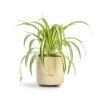 Chlorophytum Vittatum - Spider Plant 1 Chlorophytum Vittatum - Spider Plant -Greencore Store Chlorophytum Vittatum Spider Plant 12x35cm Bilbao Plant Pot Pale Jade 14x14cm
