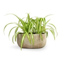 Chlorophytum Vittatum - Spider Plant -Greencore Store Chlorophytum Vittatum Spider Plant 12x35cm Feico Oval Plant Bowl Mint Grey 28x15x13cm