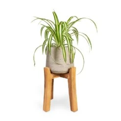 Patt Plant Pot - Tall Stand - Grey Washed 10 Patt Plant Pot - Tall Stand - Grey Washed -Greencore Store Chlorophytum Vittatum Spider Plant 12x35cm Patt Plant Pot Tall Stand Grey Washed 23x34cm 26d37d9a ed80 4e45 9308 bbfb26fc2c74