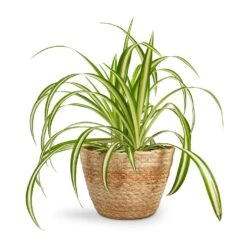 Chlorophytum Vittatum - Spider Plant -Greencore Store Chlorophytum Vittatum Spider Plant 12x35cm Selin Plant Basket Jute 15x12cm 55c3b876 8b68 4f5a 8ae9 b581ca36259b
