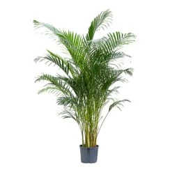 Chrysalidocarpus - Areca Palm - HydroCare -Greencore Store Chrysalidocarpus Areca Palm Hydroculture Indoor Plant Large