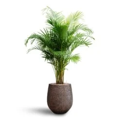 Opus Hit Darcy Planter - Gold -Greencore Store Chrysalidocarpus Areca Palm Hydroculture Opus Hit Darcy Planter Gold ff4a3634 739e 4316 8fb6 f3f2c3137a40