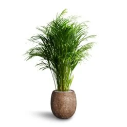Polystone Coated Plain Balloon Planter - Rock -Greencore Store Chrysalidocarpus Areca Palm Hydroculture Polystone Coated Plain Balloon Planter Rock 70e78fc5 64ed 42a6 b893 ea285b2a03b7