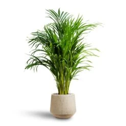 Raindrop Tube Round Planter - Stone -Greencore Store Chrysalidocarpus Areca Palm Hydroculture Raindrop Egg Planter Stone c26d9c9b 81c0 4e29 8ea7 3ab1ad9c834f