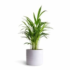 Hadleigh Plant Pot - White -Greencore Store Chrysalidocarpus lutescens Areca Palm 14x50cmHadleigh Plant Pot White 20x17.5cm