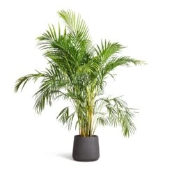 Patt Plant Pot - Black Washed -Greencore Store Chrysalidocarpus lutescens Areca Palm 21x100cm Patt Plant Pot Black Washed 34x29cm 473316f8 534d 4077 861b 42ebf12dda0e