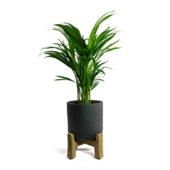 Charlie Plant Pot - Low Stand - Black Washed -Greencore Store Chrysalidocarpus lutescens Areca Palm Charlie Plant Pot Low Stand Black Washed