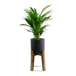 Charlie Plant Pot - Tall Stand - Black Washed -Greencore Store Chrysalidocarpus lutescens Areca Palm Charlie Plant Pot Tall Stand Black Washed