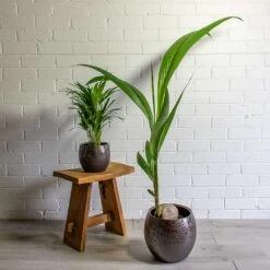 Cocos Nucifera - Coconut Palm Tree -Greencore Store Chrysalidocarpus lutescens Areca Palm Cocos nucifera Coconut Palm Tree kae mocha 19cm 29cm plant pot 069c1531 b574 47fd b66e bcac719749b5