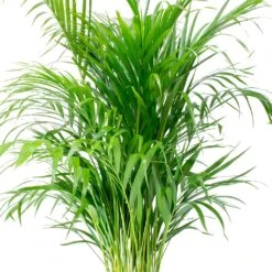 Chrysalidocarpus - Areca Palm - HydroCare -Greencore Store Chrysalidocarpus lutescens Areca Palm Leaves e8fcecef 1c2a 4d92 962c c93ae4f90fa8