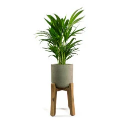 Charlie Plant Pot - Tall Stand - Grey Washed -Greencore Store Chrysalidocarpus lutescens Areca Palm Patt Plant Pot Low Stand Black Washed