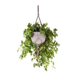Cissus Rhombifolia Ellen Dancia - Grape Ivy -Greencore Store Cissus rhombifolia Ellen Dancia Grape Ivy 17x40cm Hans Hanging Plant Pot Laterite Grey 22x19cm