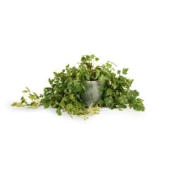 Cissus Rhombifolia Ellen Dancia - Grape Ivy -Greencore Store Cissus rhombifolia Ellen Dancia Grape Ivy 17x40cm Kaat Plant Pot Green 20x20cm