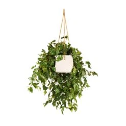 Cissus Rhombifolia Ellen Dancia - Grape Ivy -Greencore Store Cissus rhombifolia Ellen Dancia Grape Ivy 17x40cm Patt Hanging Plant Pot Grey Washed 20x17cm