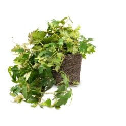 Cissus Rhombifolia Ellen Dancia - Grape Ivy -Greencore Store Cissus rhombifolia Ellen Dancia Grape Ivy 17x40cm Selin Plant Basket Black Weave 22x19cm