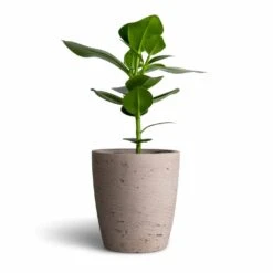 Gerben Plant Pot - Grey Washed -Greencore Store Clusia rosea Princess Autograph Tree 12x30cm Gerben Plant Pot Grey Washed 15x16cm