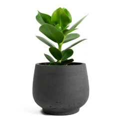 Mini Pixie Plant Pot - Black Washed -Greencore Store Clusia rosea Princess Autograph Tree Mini Pixie Plant Pot Black Washed