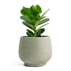 Mini Pixie Plant Pot - Grey Washed -Greencore Store Clusia rosea Princess Autograph Tree Mini Pixie Plant Pot Grey Washed