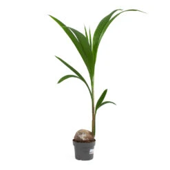 Cocos Nucifera - Coconut Palm Tree -Greencore Store Cocos nucifera Coconut Palm Tree 19cm