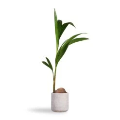 Cocos Nucifera - Coconut Palm Tree -Greencore Store Cocos nucifera Coconut Palm Tree 19x120cm Angle Cylinder Plant Pot White 24x24cm e992d134 67d9 4319 9a8a 68a39042db3b
