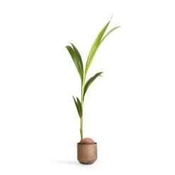 Cocos Nucifera - Coconut Palm Tree -Greencore Store Cocos nucifera Coconut Palm Tree 19x120cm Jort Metal Plant Pots Set4 Latte