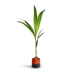 Cocos Nucifera - Coconut Palm Tree -Greencore Store Cocos nucifera Coconut Palm Tree 19x120cm Marlijn Plant Pot Coral 21x21cm 3d80c0ef 267d 4983 b718 fcb62d431f03