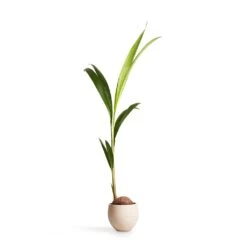 Cocos Nucifera - Coconut Palm Tree -Greencore Store Cocos nucifera Coconut Palm Tree 19x120cm Mini Orb Kevan Plant Pot Grey Washed 25x21cm