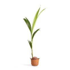 Cocos Nucifera - Coconut Palm Tree -Greencore Store Cocos nucifera Coconut Palm Tree 19x120cm Nelis Plant Basket Camel 23x20cm