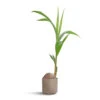 Cocos Nucifera - Coconut Palm Tree -Greencore Store Cocos nucifera Coconut Palm Tree 19x140cm Prague Plant Pot Taupe 20x18cm 4051b7ed e6b0 42ea ac8b 8c0fe4bf39ac
